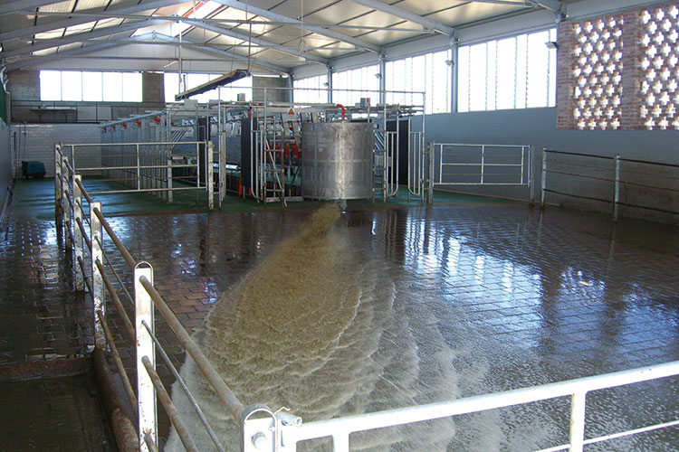 Veneroni Automatizirani sustav za čišćenje poda u prostoru za mužnju.